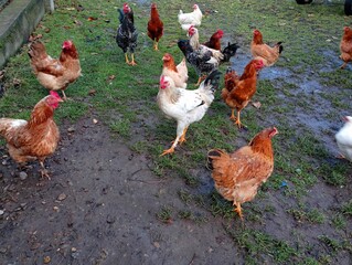 Many chickens graze in the village yard. There are a lot of poultry on the ungrazed grass. Topics of agriculture and poultry farming.