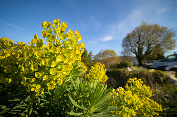 A large spurge on a sunny day in Croatia