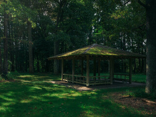 A relaxing place in the forest