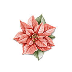 Vintage red Christmas poinsettia flower isolated on white background. Watercolor hand drawn illustration sketch