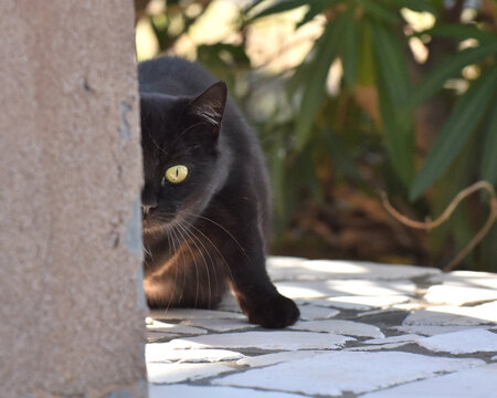 gatto nero che spia da dietro lo spigolo del muro e si vede solamente met&agrave; faccia 