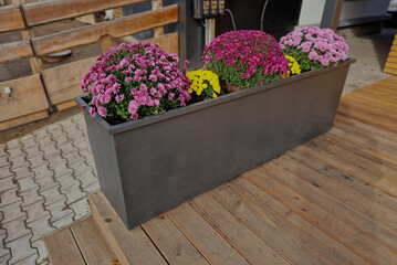 Ornamenta plastic flowerpots with red, yellow, violet blooming flowers. street looks festive and...