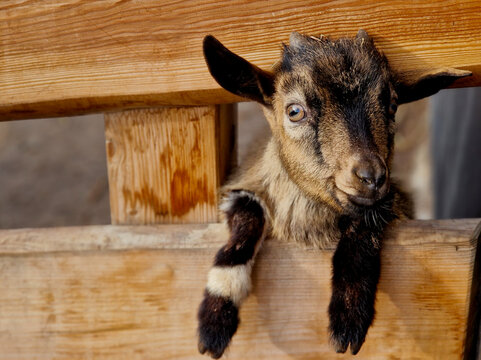 small goat hangs over a boarded fence, waiting to be fed from a coin-operated machine. skin loves hay granules. feed container in a transparent container on the wall of the stable, goats, snack