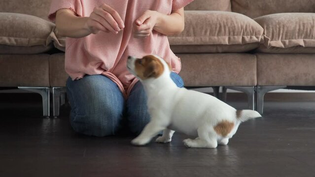Owner trains a small puppy at home