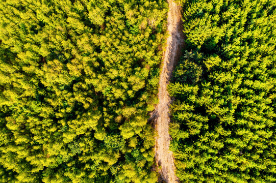 a lush green healthy forest with a path in it from above