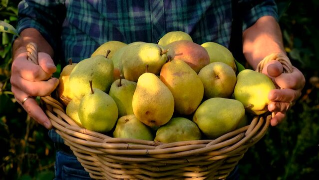 Farmer harvesting pears in the garden. Selective focus.