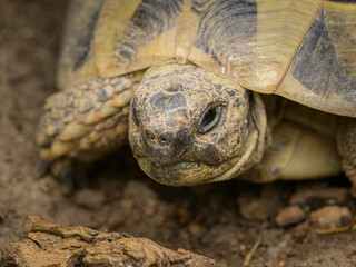 Fototapeta premium A tortoise sitting on a piece of wood