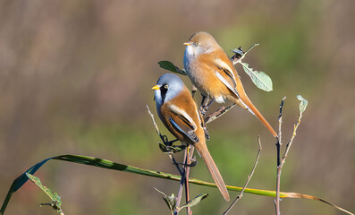 A Male and Female Bearded Tit. Also known as bearded reedling or bearded parrotbill resting on a small branch in a reedbed