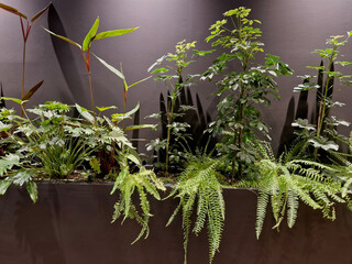 sword fern or Boston fern grown in a pot in a house on a choba with overhead lighting with Umbrella...
