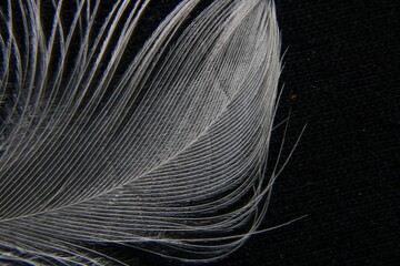 Pluma blanca de paloma mensajera sirve para formar una capa termo-aislante, organizar las...