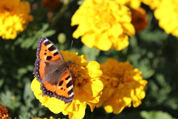 butterfly on yellow flower