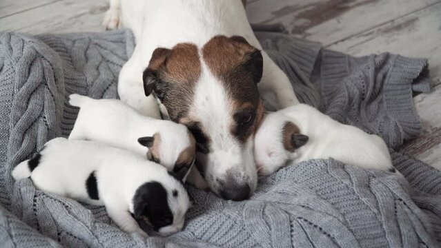 Newborn puppies with mom dog