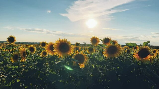 A field of flowering sunflowers at sunset. Beautiful panoramic view of the sunflower field in the rays of the setting sun. Yellow sunflower close-up. Summer landscape with sunset and blooming meadow.