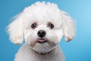 Obraz premium close up portrait of a dog