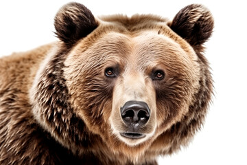 Fototapeta premium Close-up portrait of a brown bear on a white background.