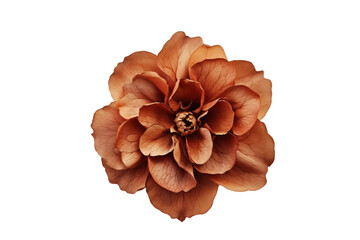 Elevated Brown Flower Snapshot