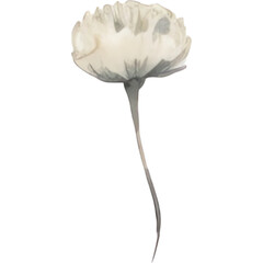 watercolor white wildflower flower