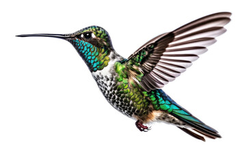 Obraz premium Hummingbird flying isolated on white background