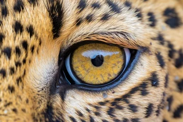 Fotobehang close capture of a leopards spots on its golden fur © Alfazet Chronicles
