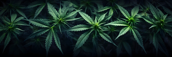 Cannabis leaf plants on dark background wallpaper - obrazy, fototapety, plakaty