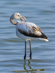 A young Greater Flamingo standing in the water