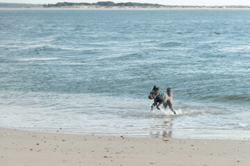 Dog running and jumping in the ocean waves along the shore at North Topsail Beach in North Carolina.