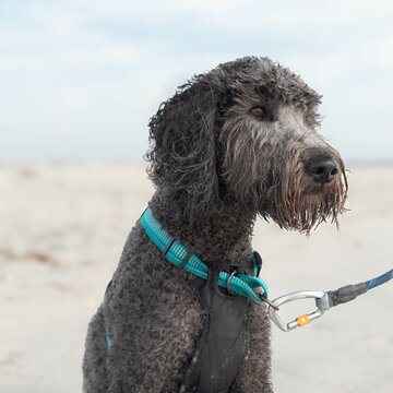 Beach portrait of a black and gray golden doodle puppy, wet from playing in the ocean with sand on her face and looking attentively.