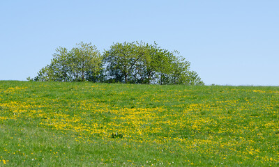 Idyllic landscape with green grass meadow, yellow flowers and trees against blue sky background