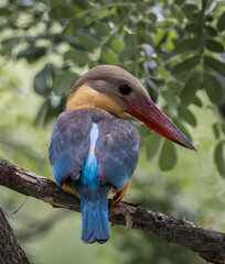 Stork-billed kingfisher childhood on the branch of a tree.