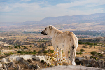 Obraz premium Exhausted and hungry, the emaciated stray dog at the cliff's edge gazes into the distance at the mountains and bright sky. Concept of wild dogs and loneliness.