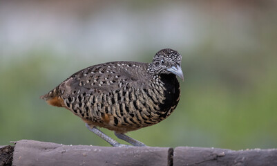 Barred Buttonquail on the ground animal portrait.