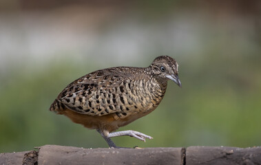 Barred Buttonquail on the ground animal portrait.