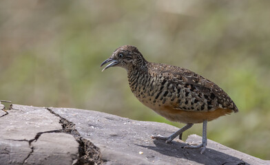 Barred Buttonquail on the ground animal portrait.