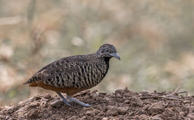Barred Buttonquail on the ground animal portrait.