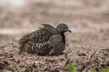 Barred Buttonquail on the ground animal portrait.