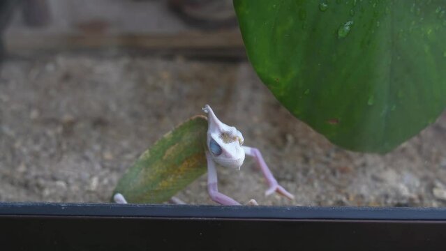Close-up view of a baby Horned tree lizard.
