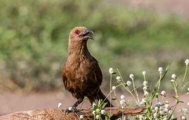 Andaman coucal close up shot animal portrait.