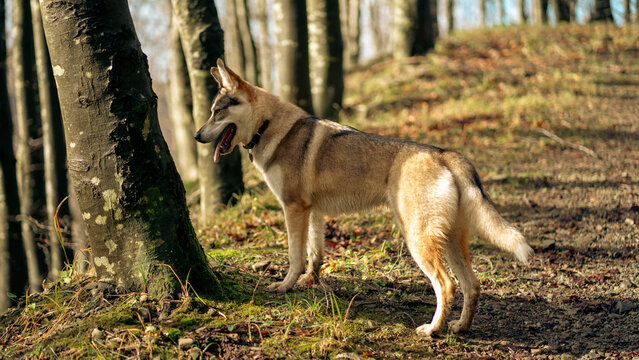 Lupo Cecoslovacco nel bosco