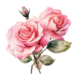 watercolor branch of pink roses  and  pink roses, pink roses clipart for graphic resources