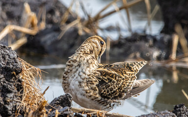 Pintail Snipe on the ground animal portrait.
