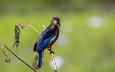 White-throated Kingfisher on the branch tree animal portrait.
