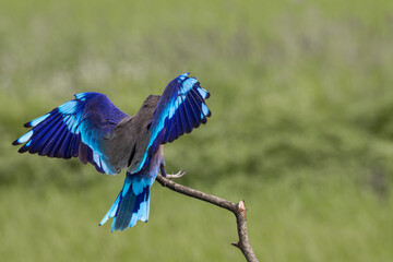  Indochinese roller close up shot animal portrait.