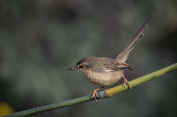 Plain Prinia on the branch animal portrait.