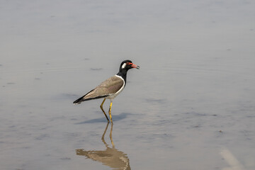 Red-wattled Lapwing on ground animal portrait.