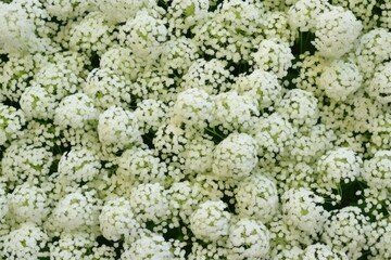 texture and pattern of tightly clustered babys-breath flowers