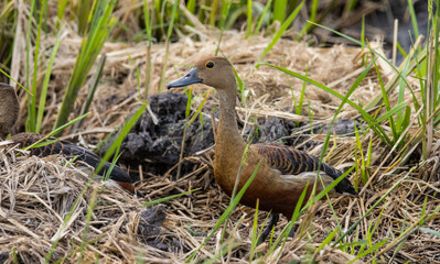 Lesser Whistling Duck on the ground animal portrait.