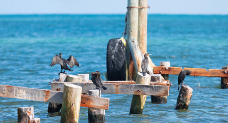 A group of cormorants are resting on a shattered (abondoned) pier after the 