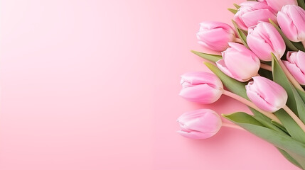 pink tulips on pink background - obrazy, fototapety, plakaty