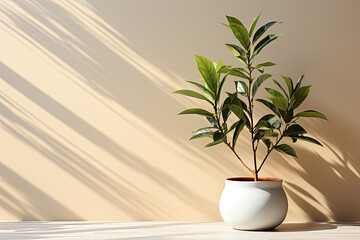 Minimalistic abstract beige wall with potted plant and shadow on the wall from blinds on window