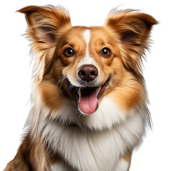 front view close up of Shetland Sheepdog dog isolated on a white transparent background 